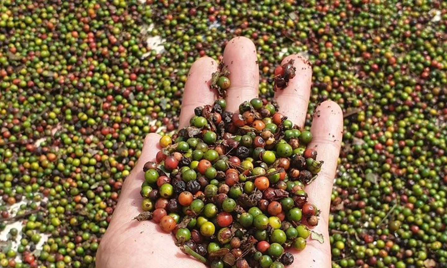 US emerges as biggest consumer of Vietnam's pepper