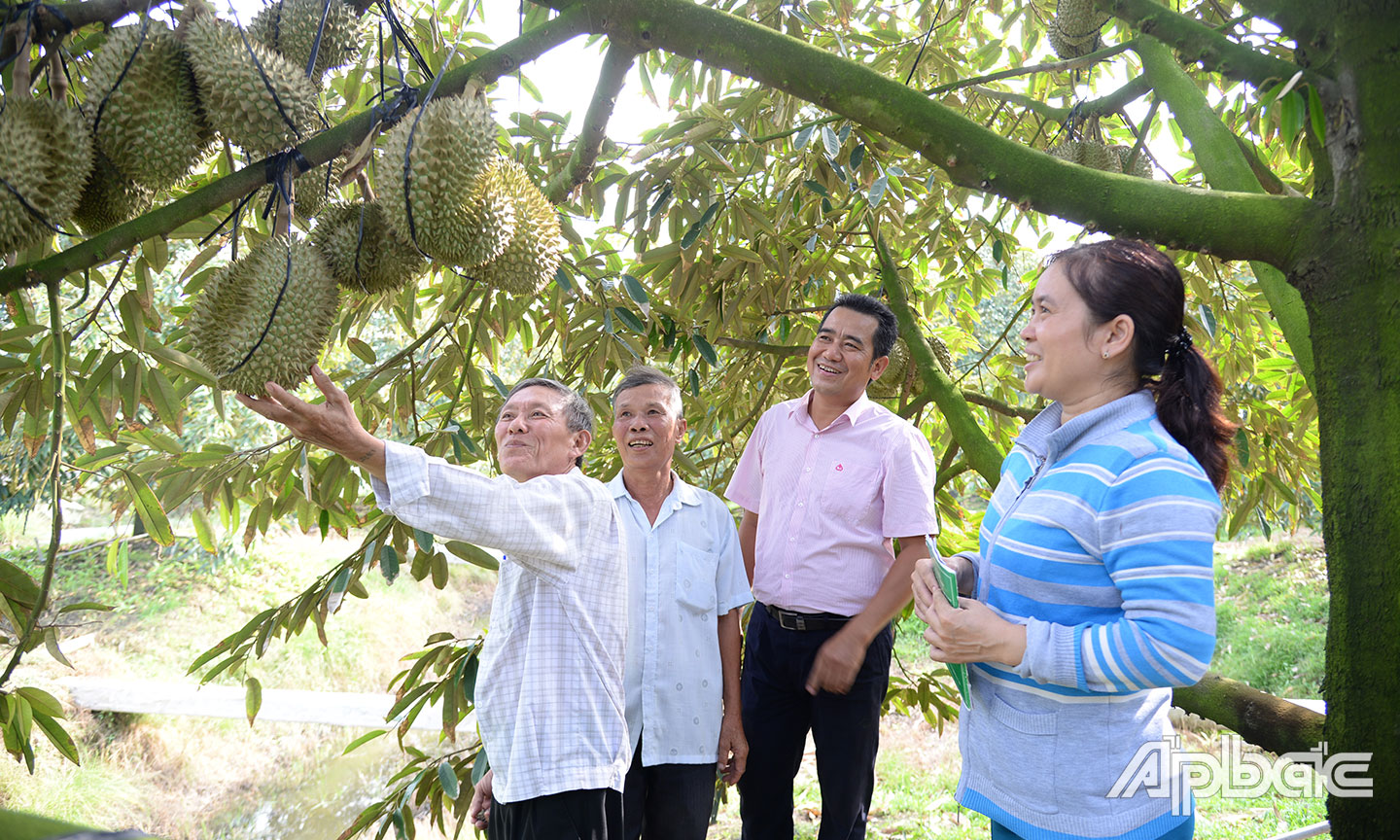 Nhờ nguồn vốn vay hộ thoát nghèo, chị Mơ đã đầu tư vào vườn sầu riêng và mang lại trái ngọt.