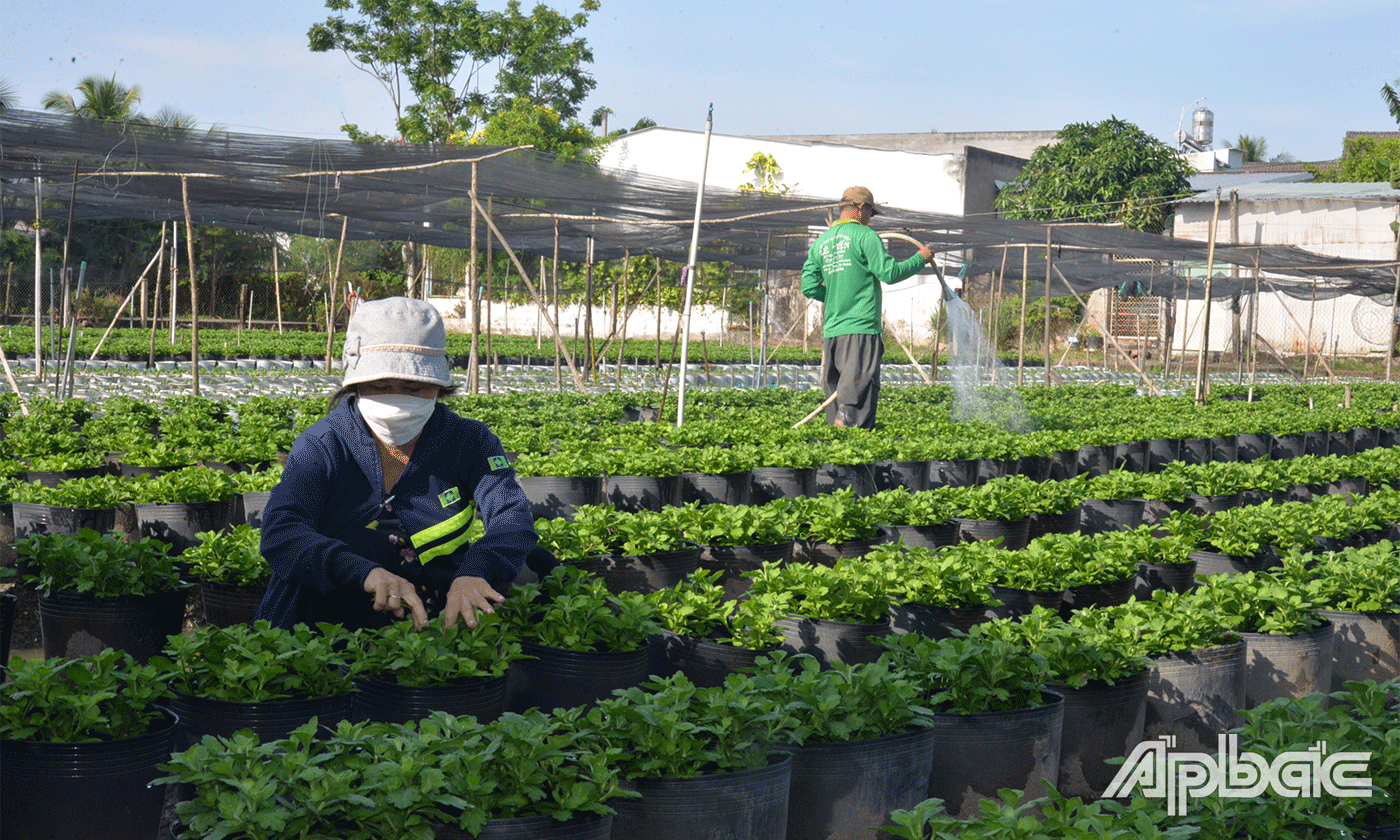 Vụ hoa tết Ất Tỵ 2025, nông dân trồng hoa các xã trên địa bàn TP. Mỹ Tho xuống giống khoảng 728.800 giỏ, gốc hoa kiểng các loại, giảm 8,69% so với cùng kỳ.