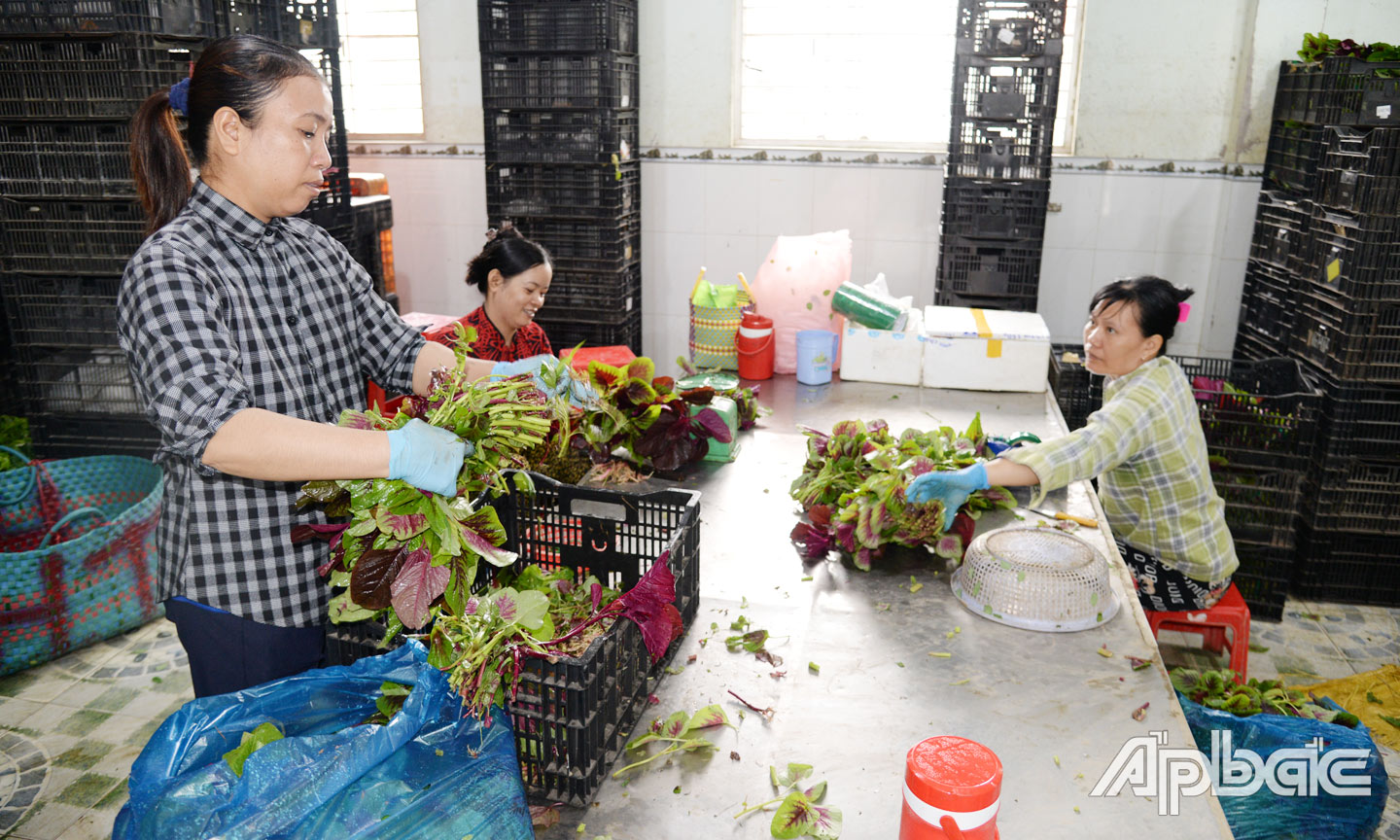  Hiện HTX đang bao tiêu toàn bộ sản phẩm cho thành viên với mức giá đảm bảo lợi nhuận khá.