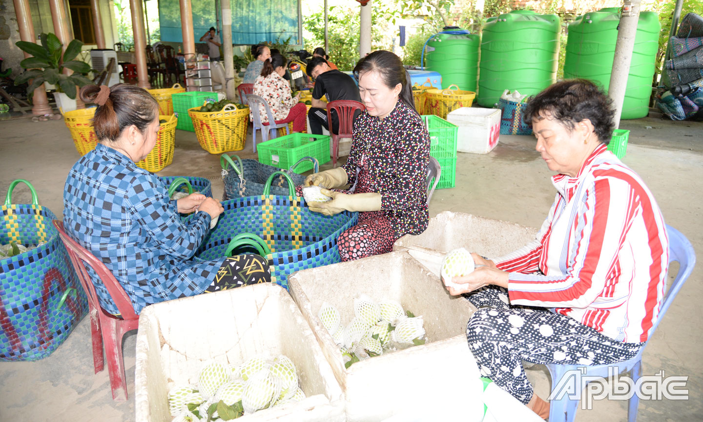 Hoạt động của các HTX trên địa bàn huyện Cái Bè từng bước được nâng cao. 