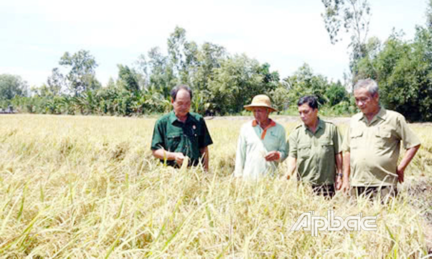 HV CCB ở xã Mỹ Thành Nam với mô hình sản xuất lúa giống chất lượng cao. 