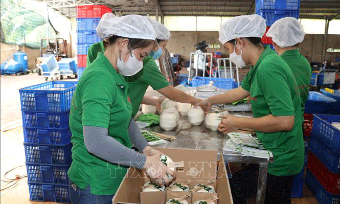 Đóng gói dừa tươi xuất khẩu tại Công ty TNHH Trái cây Mekong, xã Hữu Định, huyện Châu Thành, tỉnh Bến Tre. Ảnh: Công Trí/TTXVN