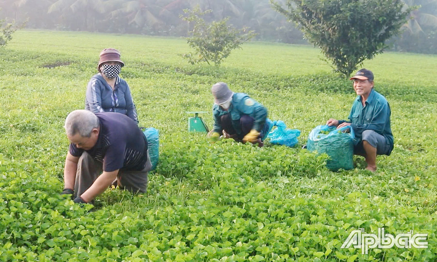 hờ chuyển đổi cơ cấu cây trồng, ứng dụng khoa học-  kỹ thuật vào sản xuất, mà nhiều mô hình trồng trọt ở huyện Châu Thành mang lại hiệu quả kinh tế, nâng cao thu nhập cho nông dân.