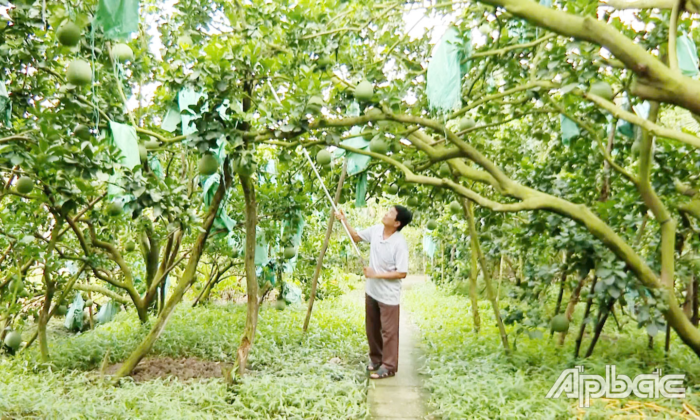 hờ chuyển đổi cơ cấu cây trồng, ứng dụng khoa học-  kỹ thuật vào sản xuất, mà nhiều mô hình trồng trọt ở huyện Châu Thành mang lại hiệu quả kinh tế, nâng cao thu nhập cho nông dân.