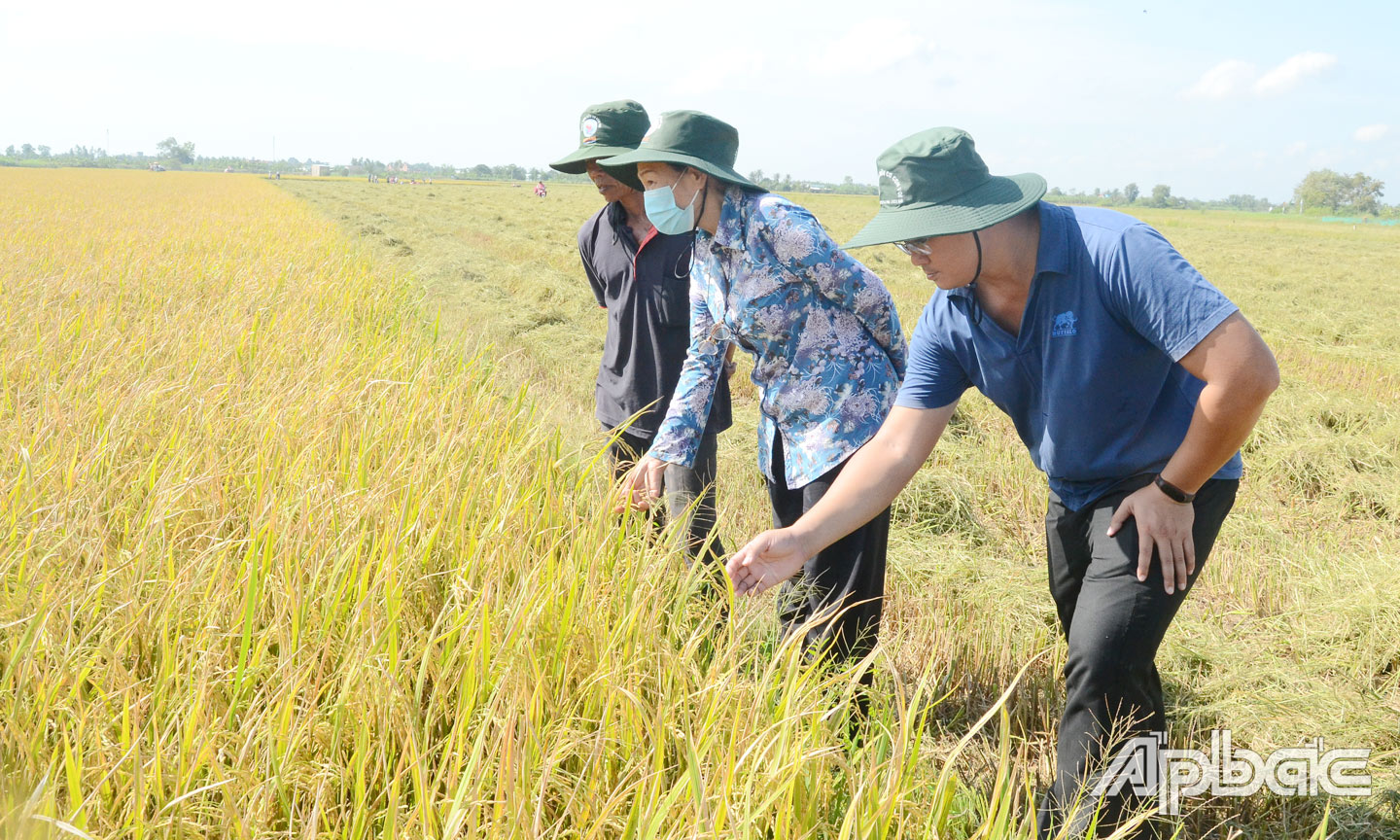 Các HTX trên địa bàn Gò Công Tây chú trọng nâng cao chất lượng và đẩy mạnh liên kết tiêu thụ sản phẩm.