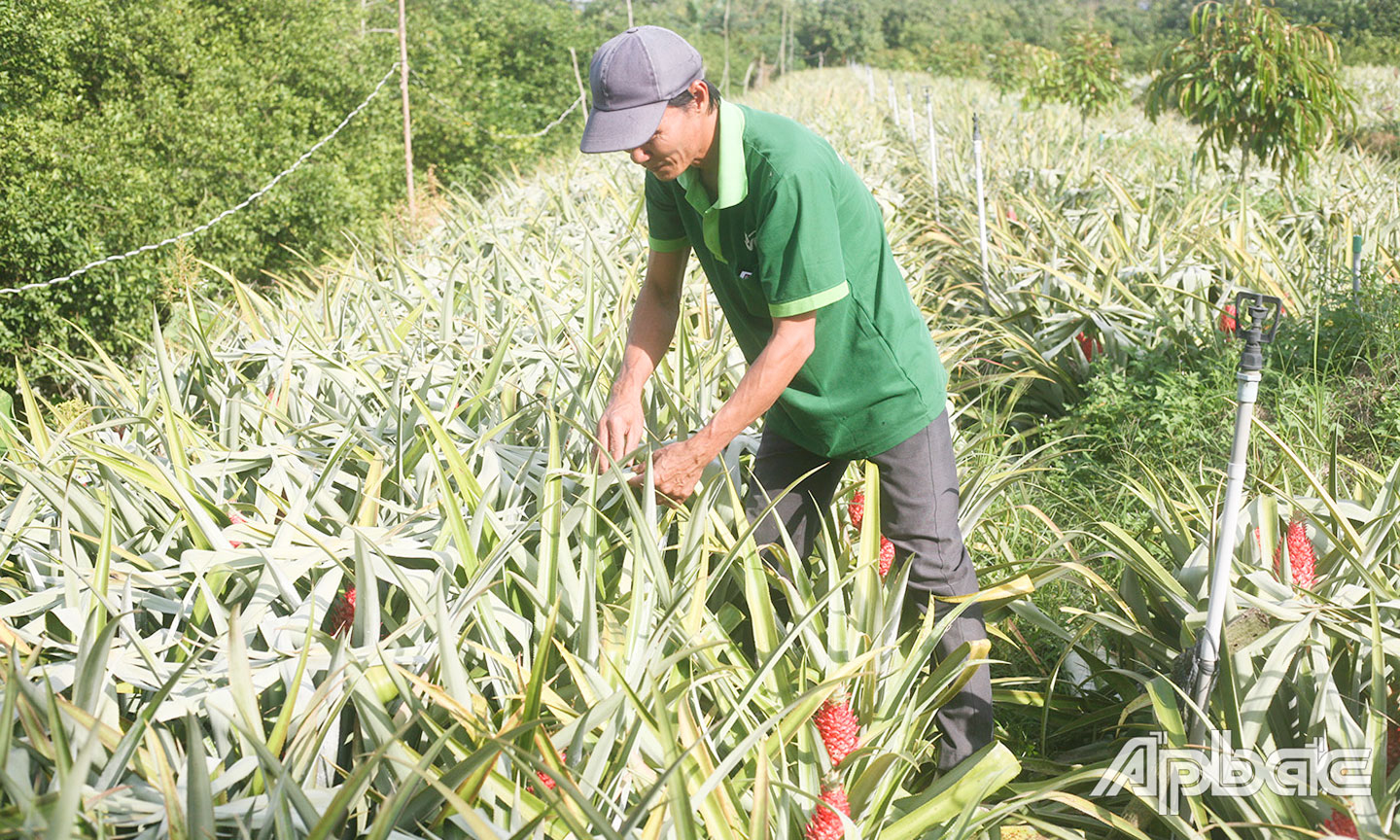 Vườn khóm son của gia đình anh Lê Văn Giao giúp tăng thu nhập, cải thiện đời sống.