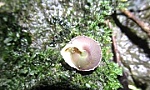 New land snail species discovered in Son Doong Cave