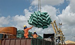 Vietnam's rice exports to Singapore post strong growth