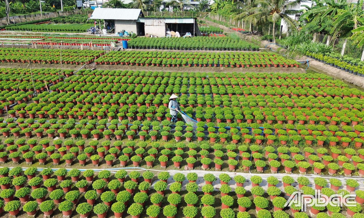 Hoa tết của gia đình ông Chín Long đang phát triển tốt và đã được một thương lái đến đặt hàng.