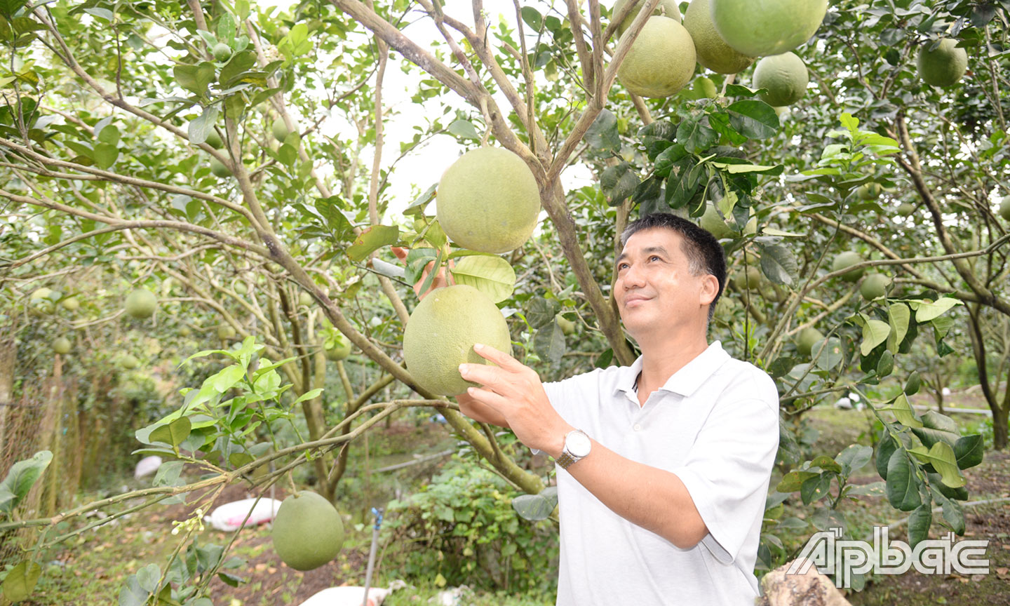 Vụ bưởi tết năm nay, dự kiến, gia đình anh Hà thu hoạch gần 2 tấn bưởi.