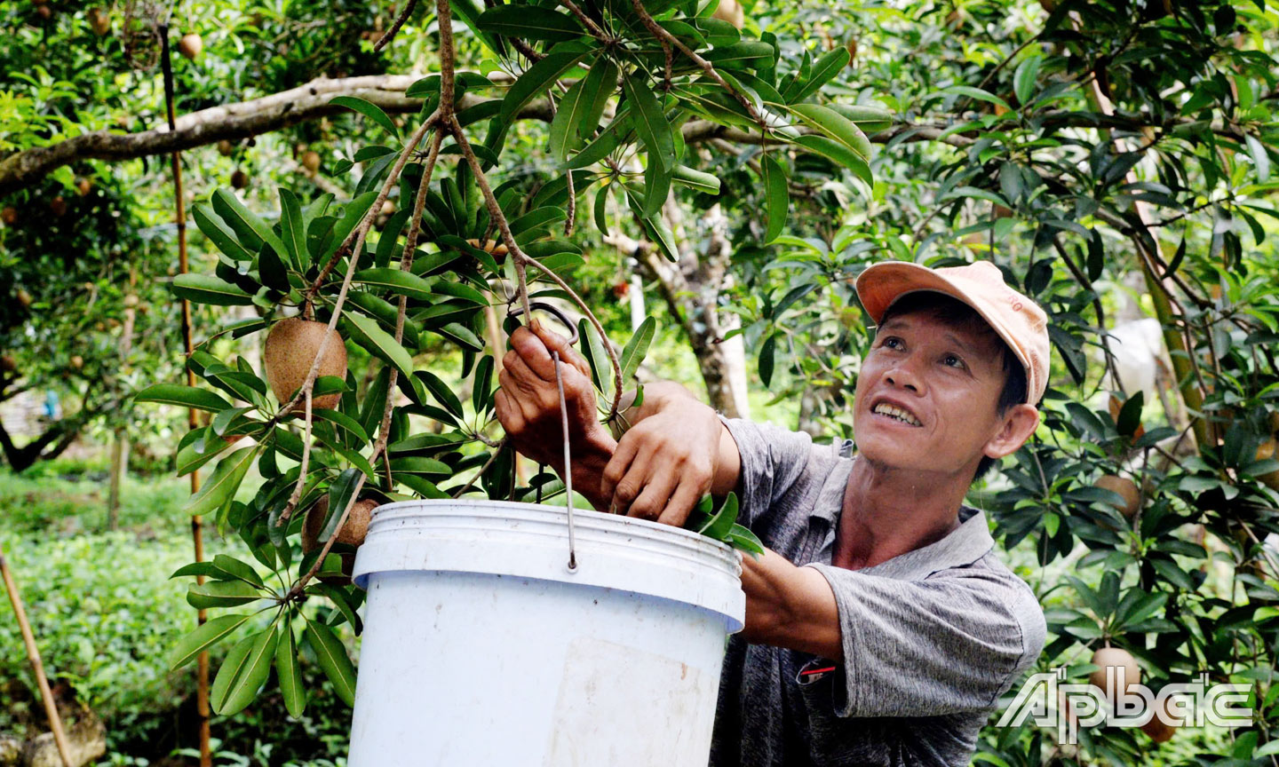 Sa pô là cây trồng chủ lực của xã Kim Sơn.                                                           Ảnh: THU HOÀI