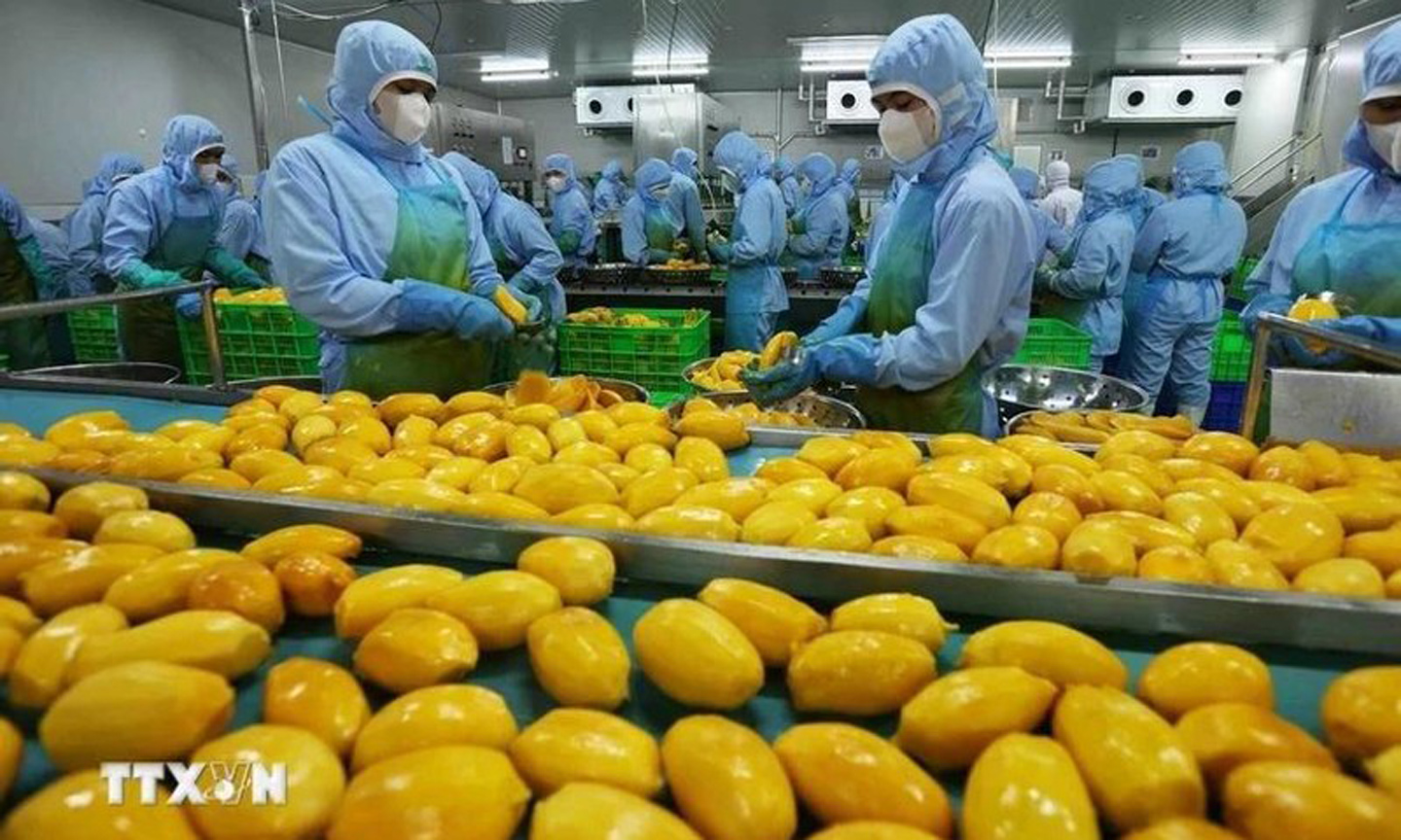 Workers process mango for export. (Photo: VNA).