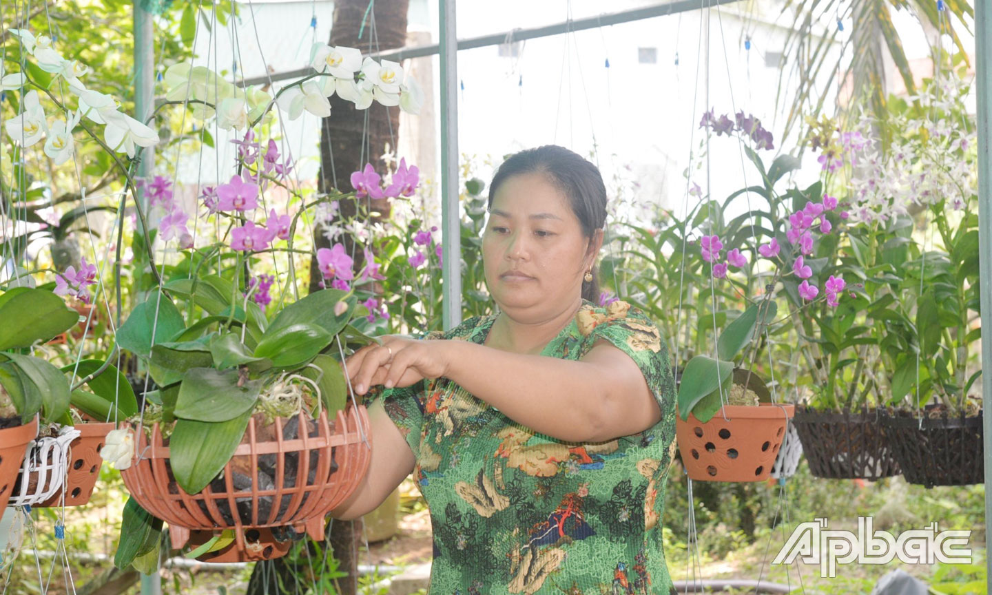 Chị Nguyễn Thị Ngọc Trang, ấp Lương Phú B, xã Lương Hòa Lạc, huyện Chợ Gạo chuẩn bị hoa lan tết.