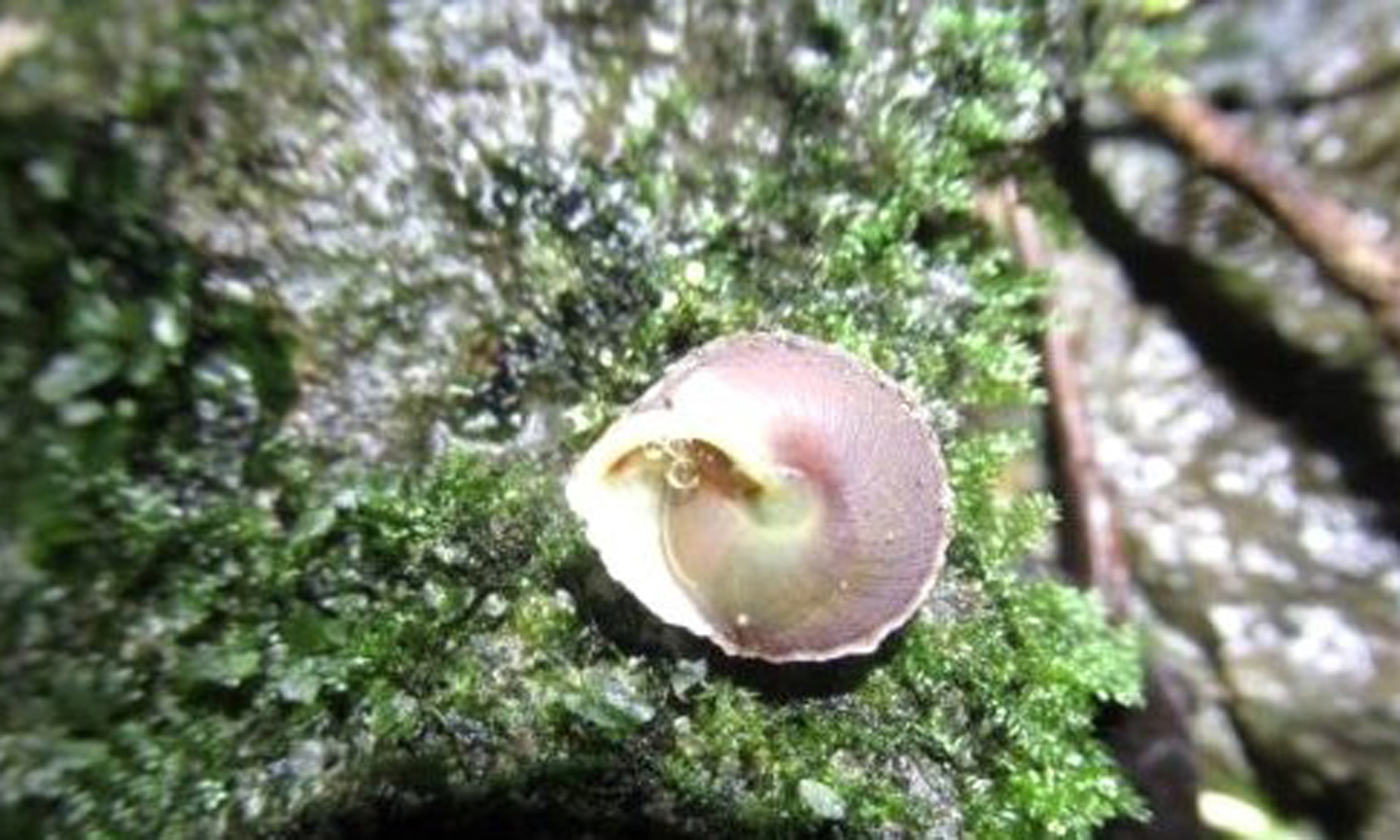 The new land snail species in Son Doong Cave.