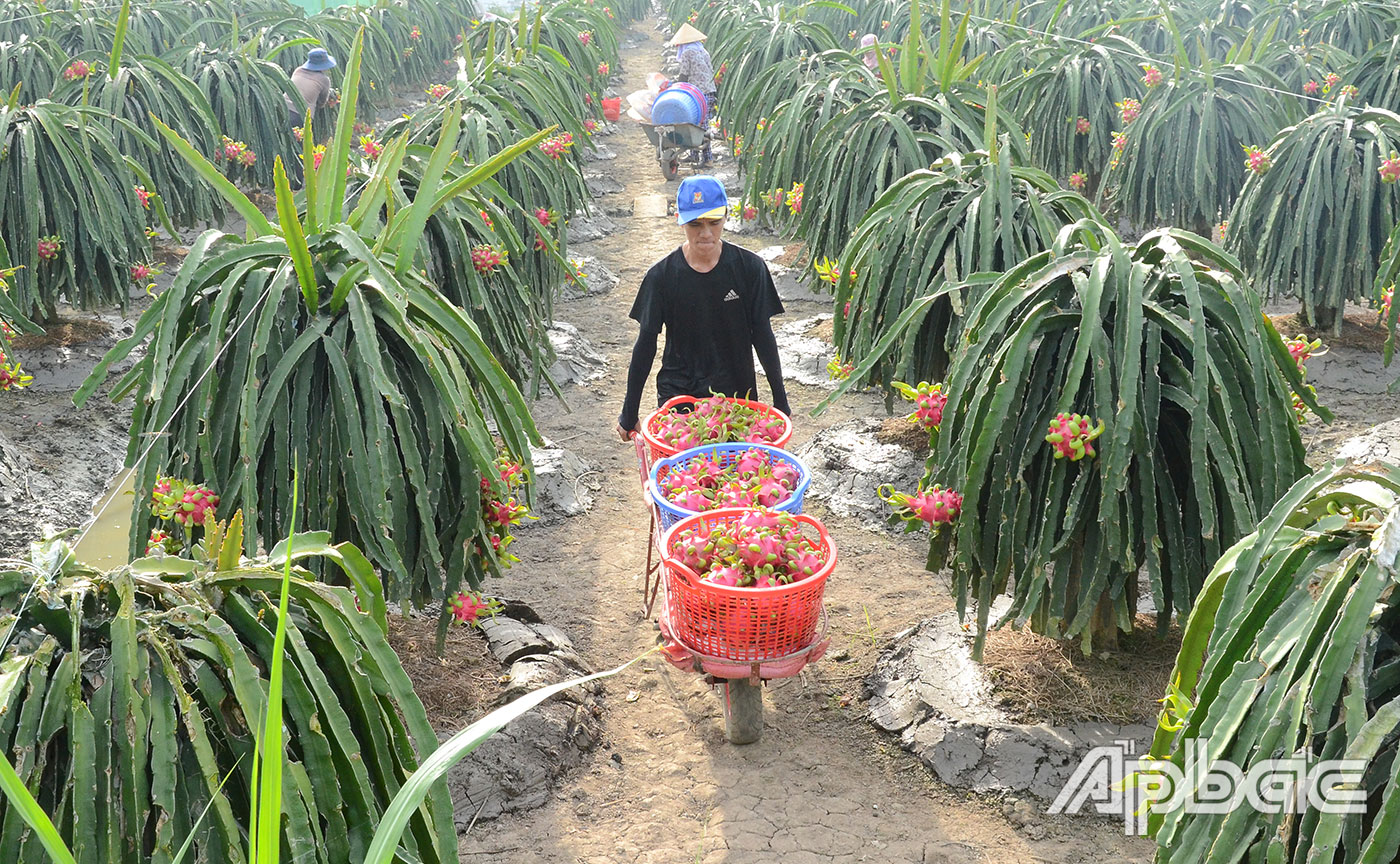 Dịp cận tết, giá thanh long tăng cao, giúp nông dân thu lợi nhuận khá.