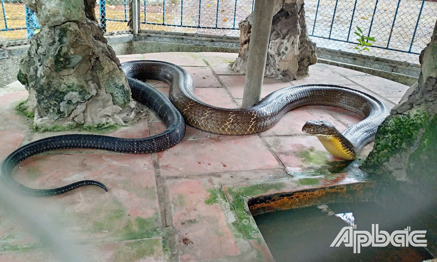 Hiện trại rắn đang bảo tồn trên 12 loài rắn; trong đó, có 2 loại rắn là hổ mang Đất và hổ mang Chúa. Trong ảnh là cá thể hổ mang chúa lớn nhất tại trại rắn.