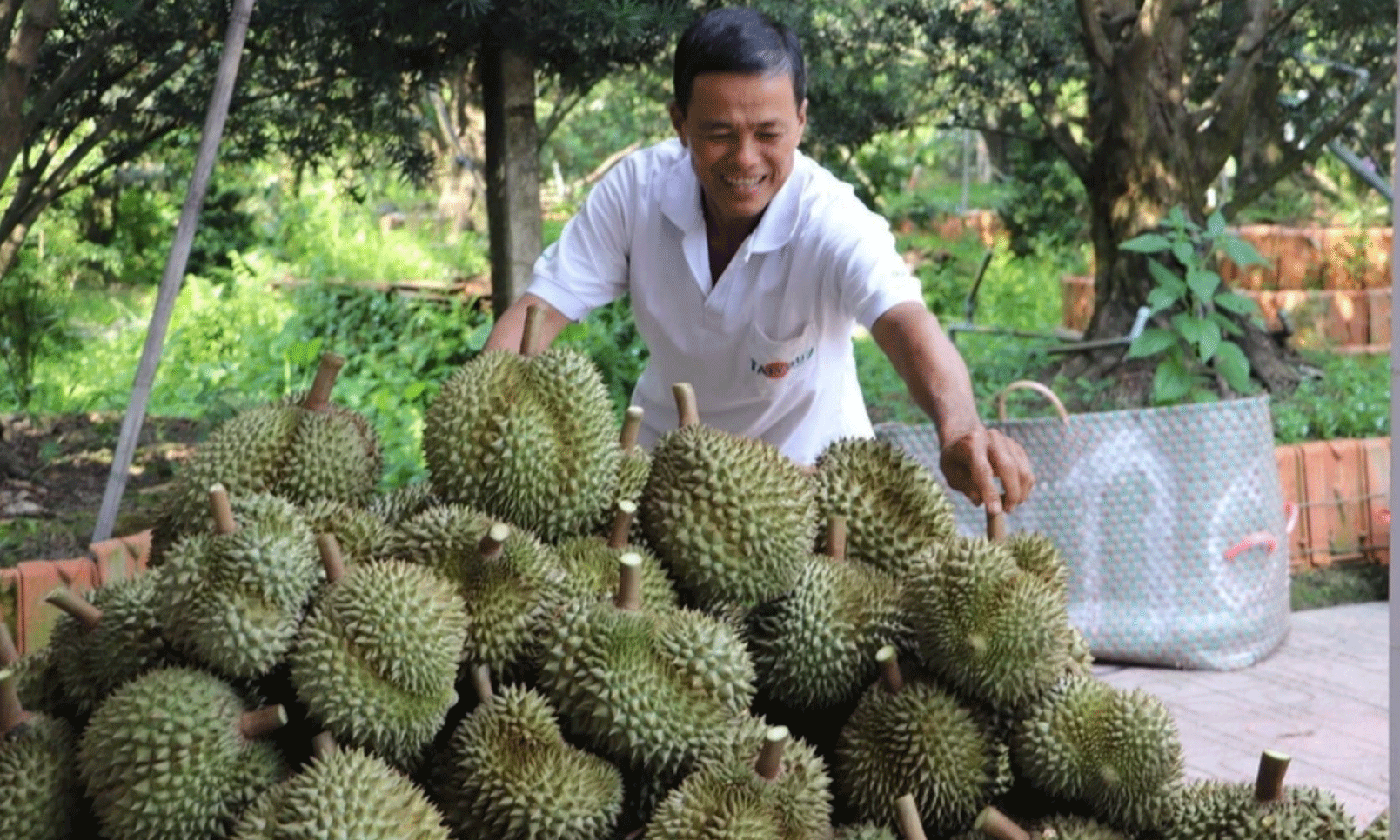 Thu hoạch sầu riêng ở xã Long Tiên, huyện Cai Lậy (Tiền Giang). (Ảnh: Minh Trí/TTXVN)