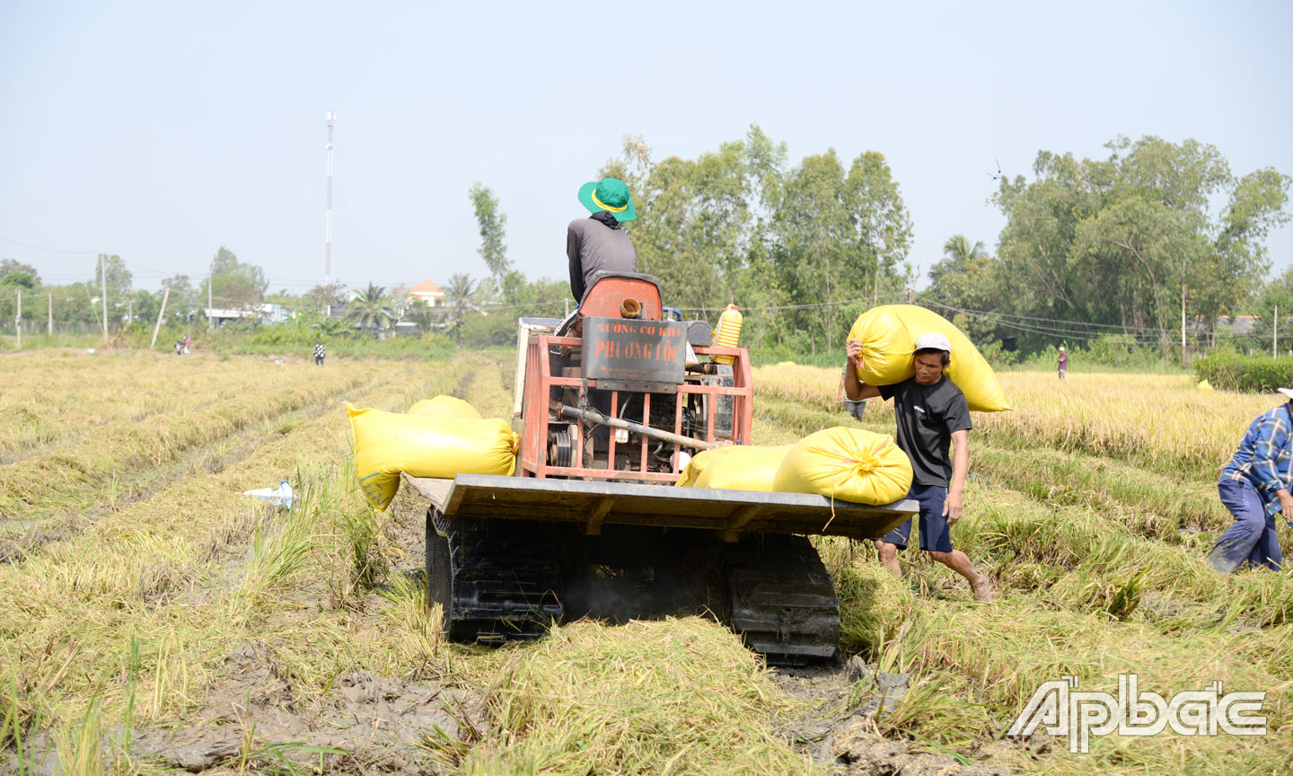 Nông dân các huyện phía Đông giảm lợi nhuận trong vụ lúa đông xuân.