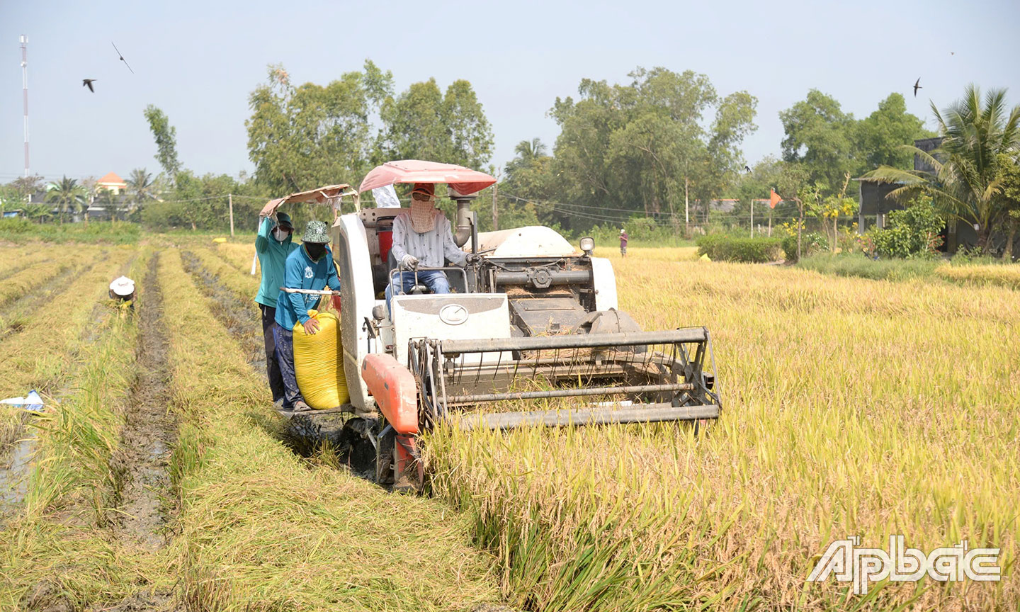 Huyện Gò Công Đông đẩy mạnh cơ cấu ngành Nông nghiệp.                                                            Ảnh: M. THÀNH