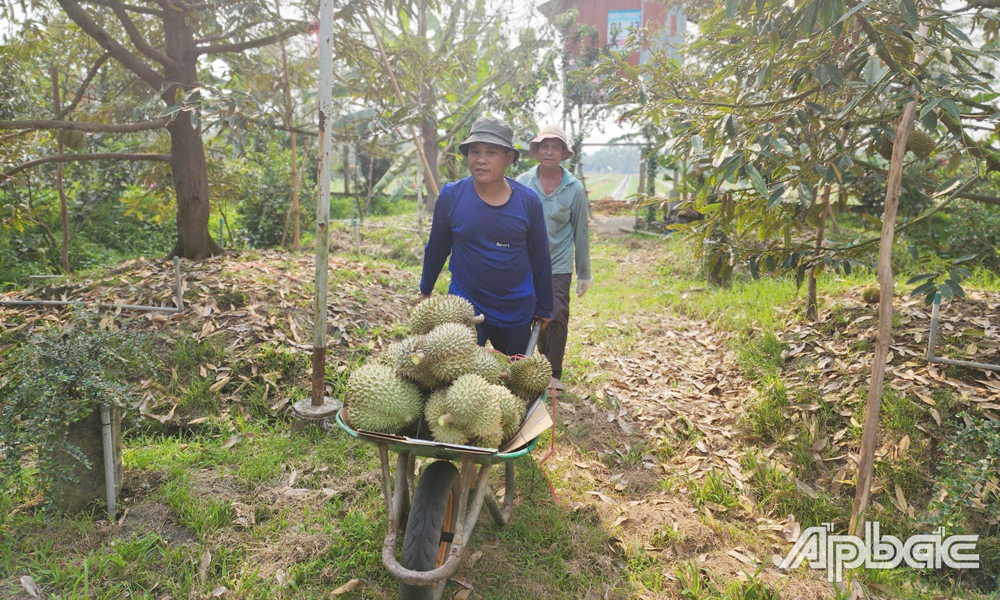 Thương lái thu mua sầu riêng của nông dân tại TX. Cai Lậy.