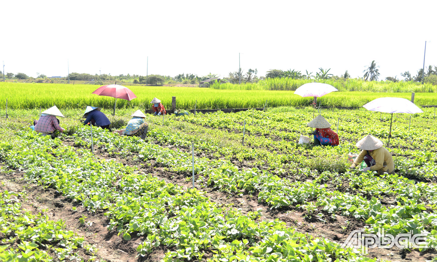  Dù giá rau màu đang chạm đáy, nhưng HTX Nông nghiệp tổng hợp Hòa Thạnh vẫn đảm bảo bao tiêu rau cho thành viên với giá 4.500 đồng/kg.