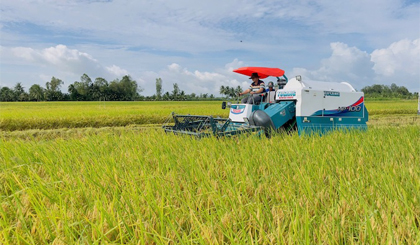 Giá lúa, gạo ở Đồng bằng sông Cửu Long tăng trở lại