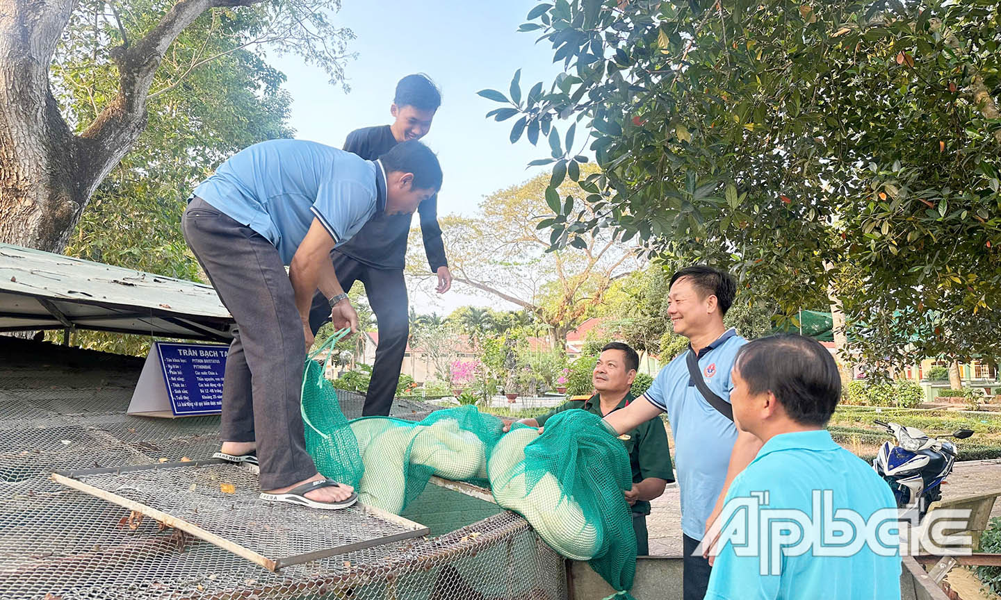 Cá thể trăn được tiếp nhận vào Trại rắn Đồng Tâm vào chiều 28-2.