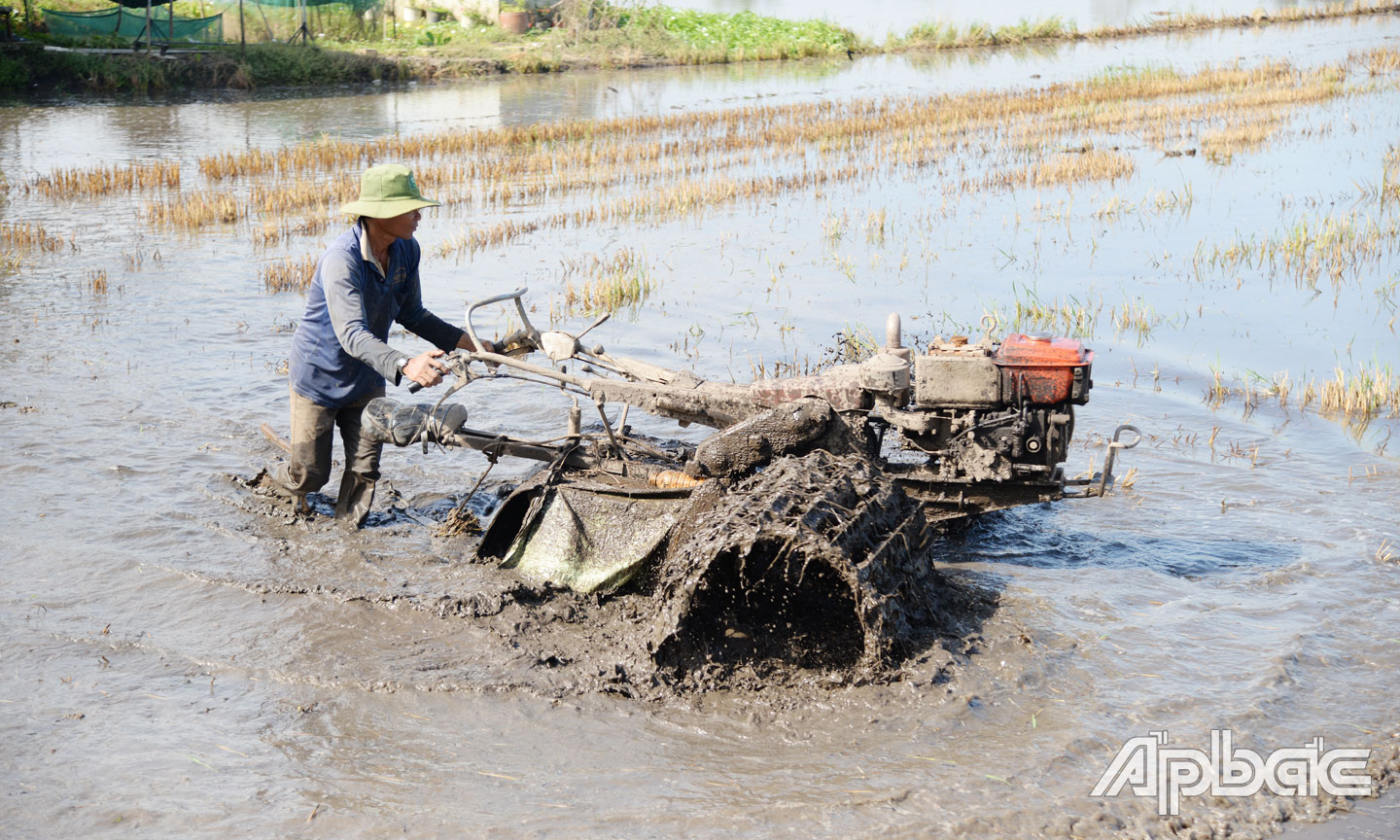 Nông dân xã Tân Hòa Tây  thuê máy cày xới đất để gieo sạ vụ lúa xuân hè.