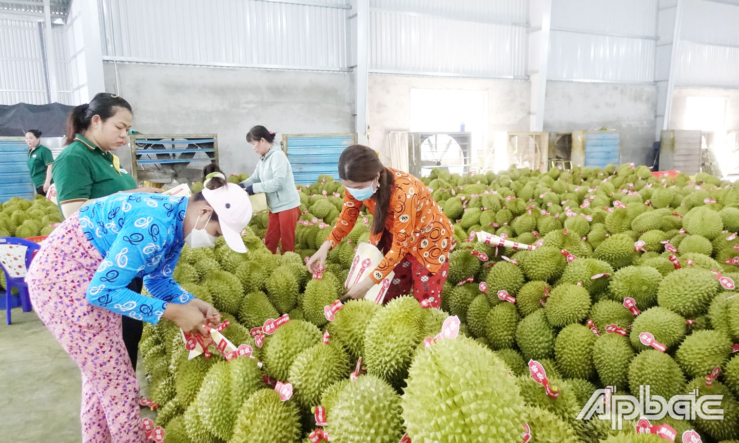  Một doanh nghiệp xuất khẩu sầu riêng trên địa bàn xã Ngũ Hiệp.