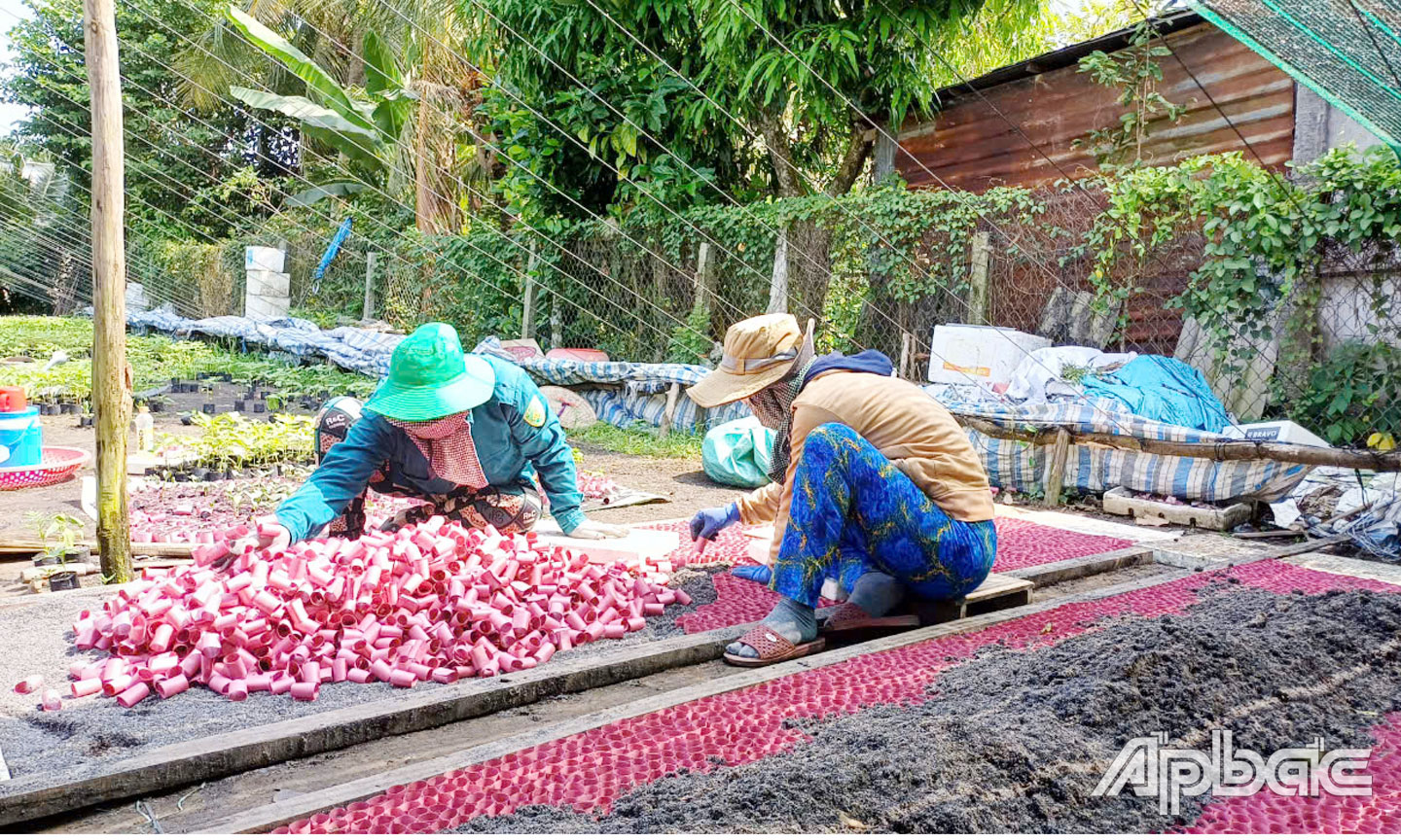 Tình hình kinh tế - xã hội huyện Cái Bè tiếp tục đạt kết quả tích cực. 