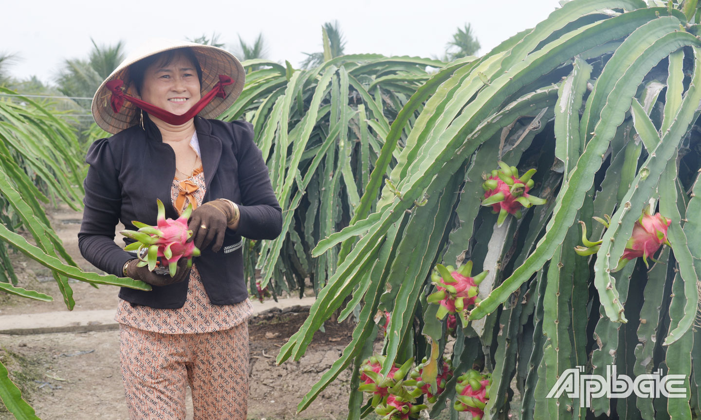 Chị Phượng chăm sóc vườn thanh long và  vườn dừa.