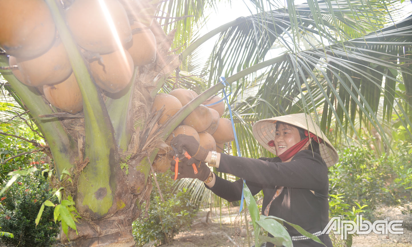 Chị Phượng chăm sóc vườn thanh long và  vườn dừa.