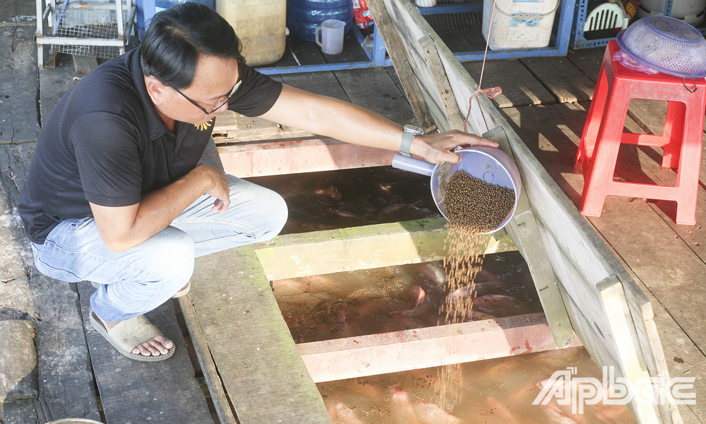 Anh Phan Ngọc Đăng Khoa đang cho cá điêu hồng ăn.