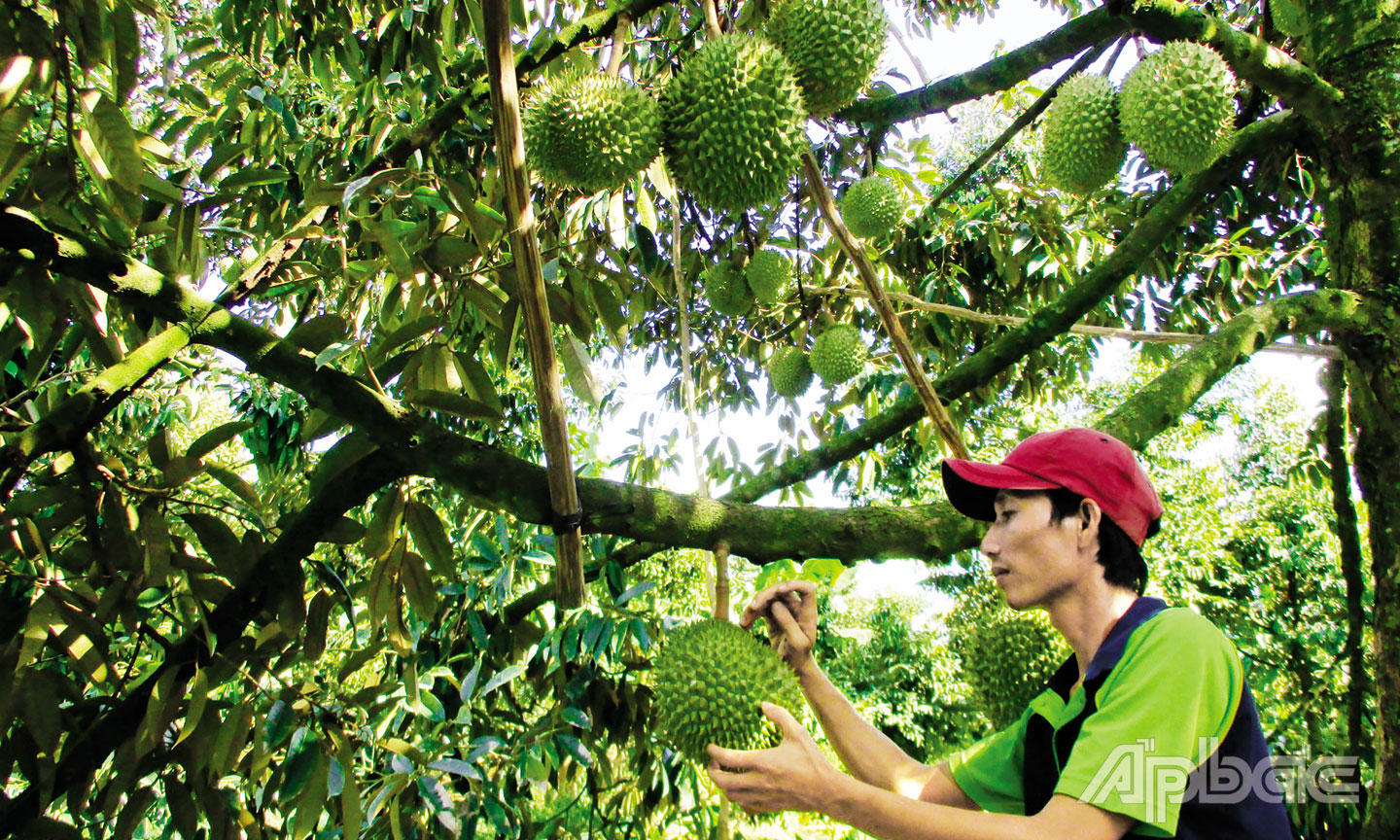 Nông dân Tiền Giang chuyển đổi cơ cấu cây trồng mang lại kinh tế cao.