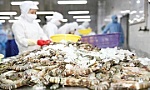 Viet Nam, Cuba expand high-tech shrimp farming cooperation