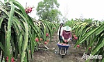 Huyện Gò Công Tây: Hướng đến xây dựng chuỗi giá trị nông sản bền vững
