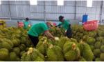 Thủ tướng chỉ đạo thu mua tạm trữ nông sản có nguy cơ rớt giá tại thời điểm thu hoạch rộ