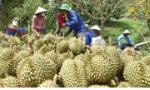 Xây dựng chuỗi liên kết tại vựa trái cây miền Tây