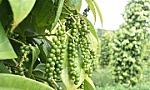 Pepper exports surge 58% in value despite lower volume