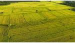 Thuế, xung đột địa chính trị có 'thổi bùng' giá gạo?