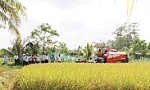 Phát triển bền vững một triệu hecta chuyên canh lúa chất lượng cao