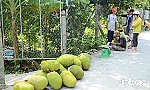 Tiền Giang: Giá mít giảm sâu