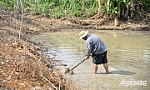 Nông dân vùng Ngọt hóa Gò Công tập trung xuống giống vụ lúa hè thu