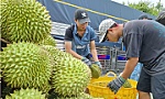 Trung Quốc cập nhật 829 mã số vùng trồng và 131 mã số cơ sở đóng gói sầu riêng Việt Nam