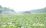 Chủ phương tiện cần thận trọng khi lưu thông trên kinh Chợ Gạo do lục bình