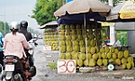 Sầu riêng giá rẻ tràn ra đường