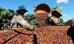Viet Nam's coffee exports reach 4.2 billion USD in first five months