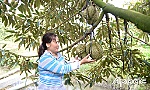 Tiền Giang: 12.000 ha sầu riêng được cấp mã số vùng trồng xuất khẩu