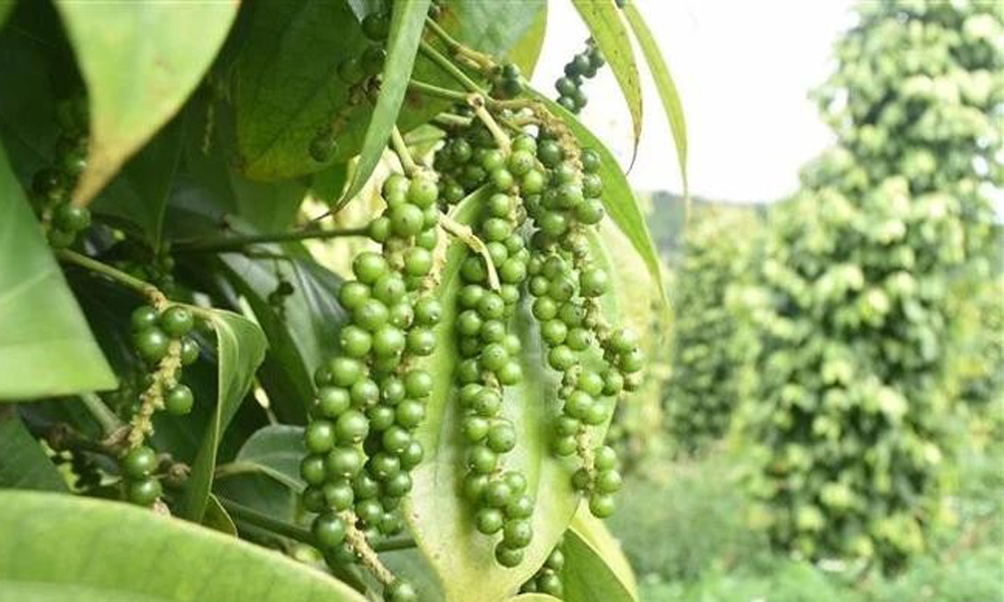 Pepper exports surge 58% in value despite lower volume